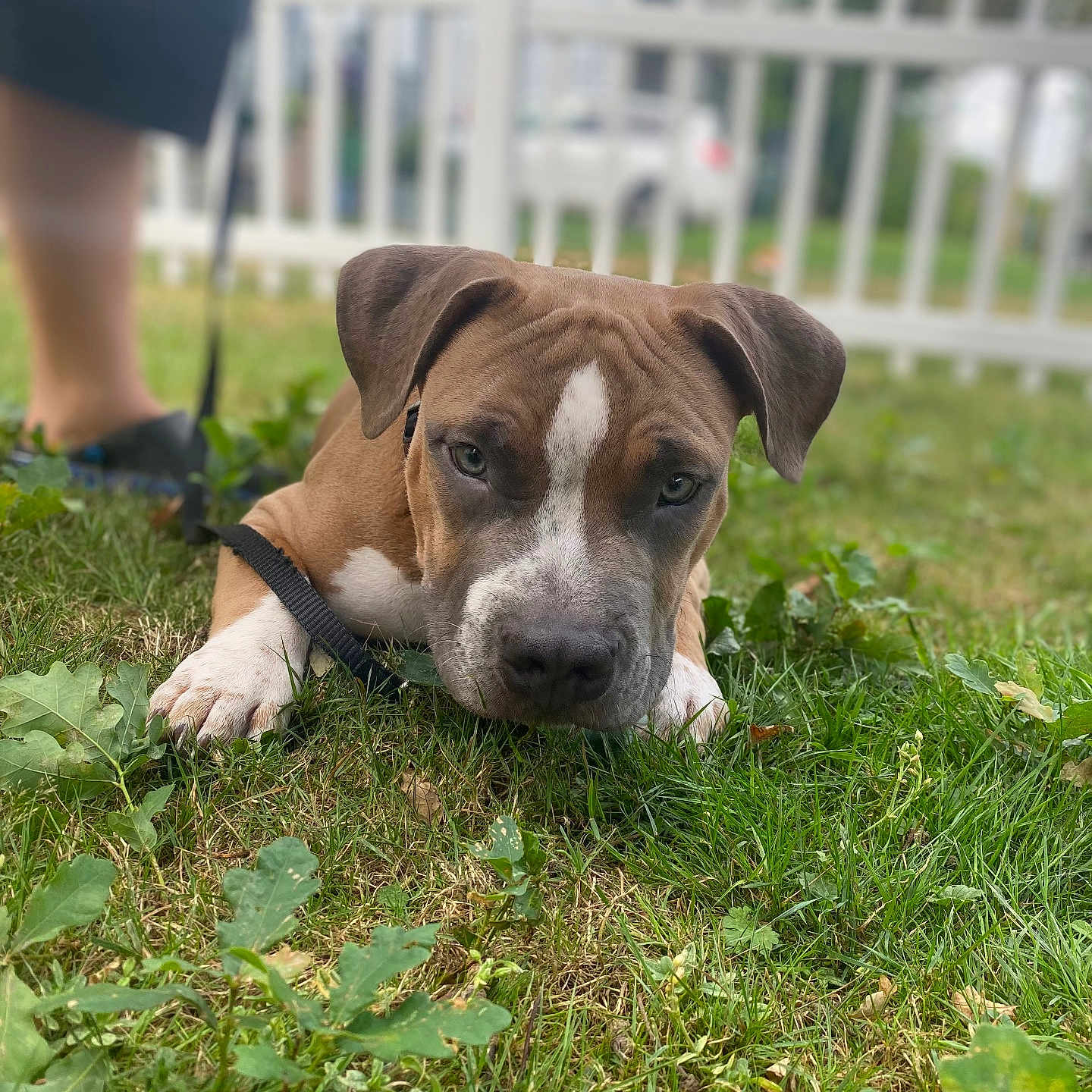 Rosco is registered to the contest to win money with this photo: animal, boxer, bulldog, canine, dog, fence, field, grass, grassland, hound, lawn, leaf, nature, outdoors, person, pet, picket, plant, puppy, yard