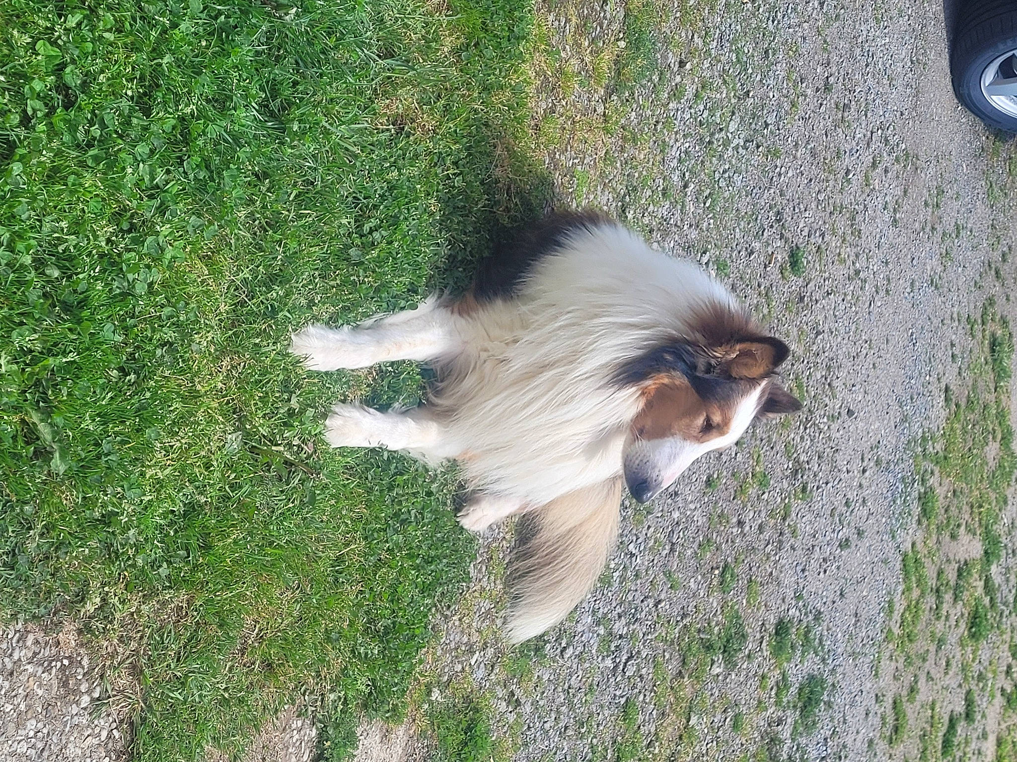 Virgule a rejoint le concours — aidez-le/la à gagner de superbes lots ! automotive_tire, beak, canidae, companion_dog, dog_breed, fawn, feather, fur, grass, groundcover, plant, quill, sporting_group, tail, terrestrial_animal, tire, wheel, whiskers, wildlife, wing