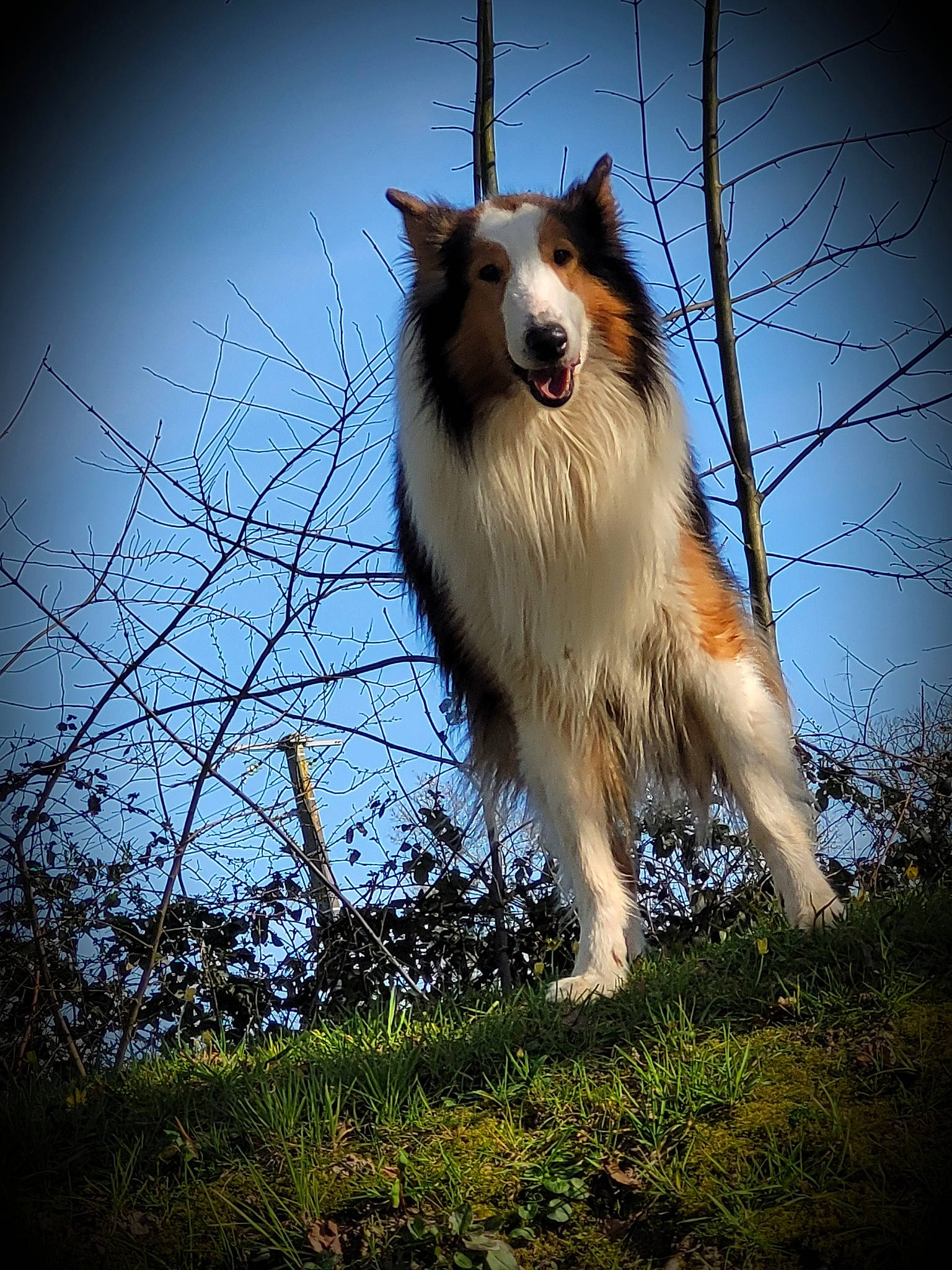 Virgule a rejoint le concours — aidez-le/la à gagner de superbes lots ! carnivore, cloud, companion_dog, cumulus, dog, dog_breed, fawn, felidae, grass, happy, plant, shetland_sheepdog, sky, snout, spitz, sporting_group, tail, terrestrial_animal, tree, whiskers