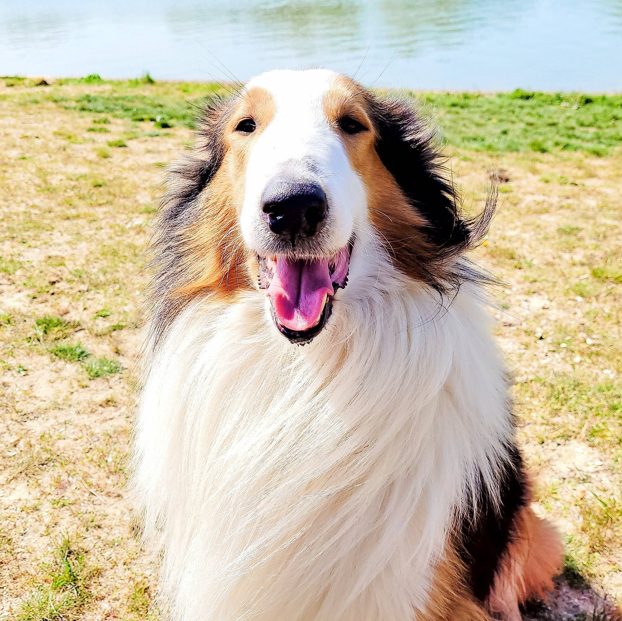Virgule a rejoint le concours — aidez-le/la à gagner de superbes lots ! canidae, carnivore, companion_dog, dog, dog_breed, fang, fur, grass, happy, herding_dog, jaw, plant, snout, sporting_group, water, whiskers, wildlife, working_dog