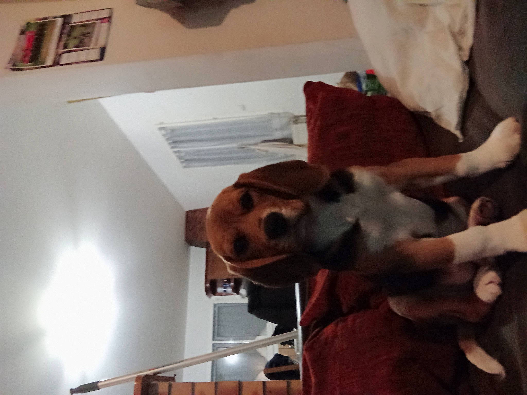 Shanelle participe au concours pour gagner de l'argent avec cette photo : anthropology, art, bone, canidae, ceiling, fur, helmet, jaw, metal, personal_protective_equipment, picture_frame, room, sculpture, skeleton, skull, snout, sporting_group, tourist_attraction, visual_arts, wood