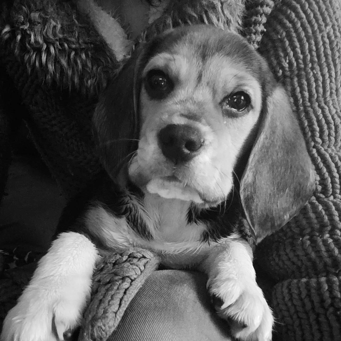 Shanelle a rejoint le concours — aidez-le/la à gagner de superbes lots ! canidae, carnivore, comfort, companion_dog, dog, dog_breed, fawn, fur, hound, monochrome, monochrome_photography, nose, scent_hound, snout, sporting_group, style, toy, toy_dog, whiskers, working_animal