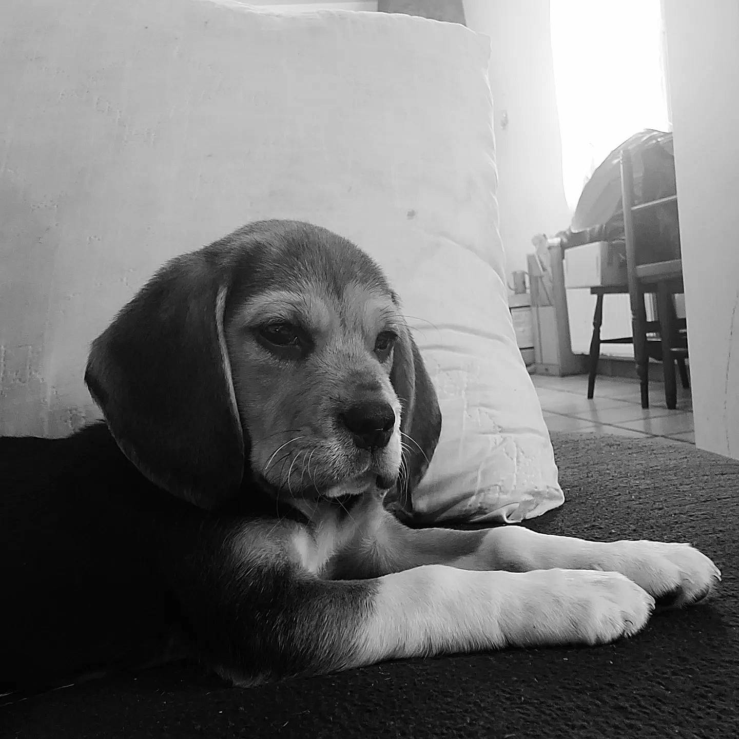 Shanelle a rejoint le concours — aidez-le/la à gagner de superbes lots ! black_and_white, carnivore, cloud, comfort, companion_dog, dog, dog_breed, flooring, grey, hound, monochrome, monochrome_photography, sitting, snout, sporting_group, stock_photography, style, tints_and_shades, whiskers, working_animal