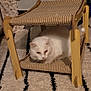 Gwando a rejoint le concours — aidez-le/la à gagner de superbes lots ! cat, white_cat, pet, cat_hammock, wooden_frame, fabric, carpet, striped_carpet, indoor, furniture, couch, window, cozy, resting, animal, domestic, fluffy, home, relaxing, evening