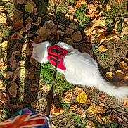 Gwando a rejoint le concours — aidez-le/la à gagner de superbes lots ! cat, white_cat, autumn_leaves, grass, red_harness, leash, hand, shadow, outdoor, daylight, nature, person_hand, animal, fall, walking, pet, fur, green_grass, yellow_leaves, brown_leaves