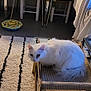 Gwando participe au concours pour gagner de l'argent avec cette photo : cat, white_cat, cat_hammock, rug, striped_rug, chair, black_chair, table, clutter, indoor, floor, pet, furniture, houseplant, towel, clock, plastic_bottle, wooden_frame, cozy, relaxing