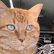Cannel Et Gwando participe au concours pour gagner de l'argent avec cette photo : cat, ginger_cat, blue_eyes, close_up, indoor, pet, animal, feline, whiskers, fur, relaxed, hand, home, plant, mirror, decor, cushion, blanket, cozy, resting