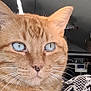 cat, ginger_cat, blue_eyes, close_up, indoor, pet, animal, feline, whiskers, fur, relaxed, hand, home, plant, mirror, decor, cushion, blanket, cozy, resting