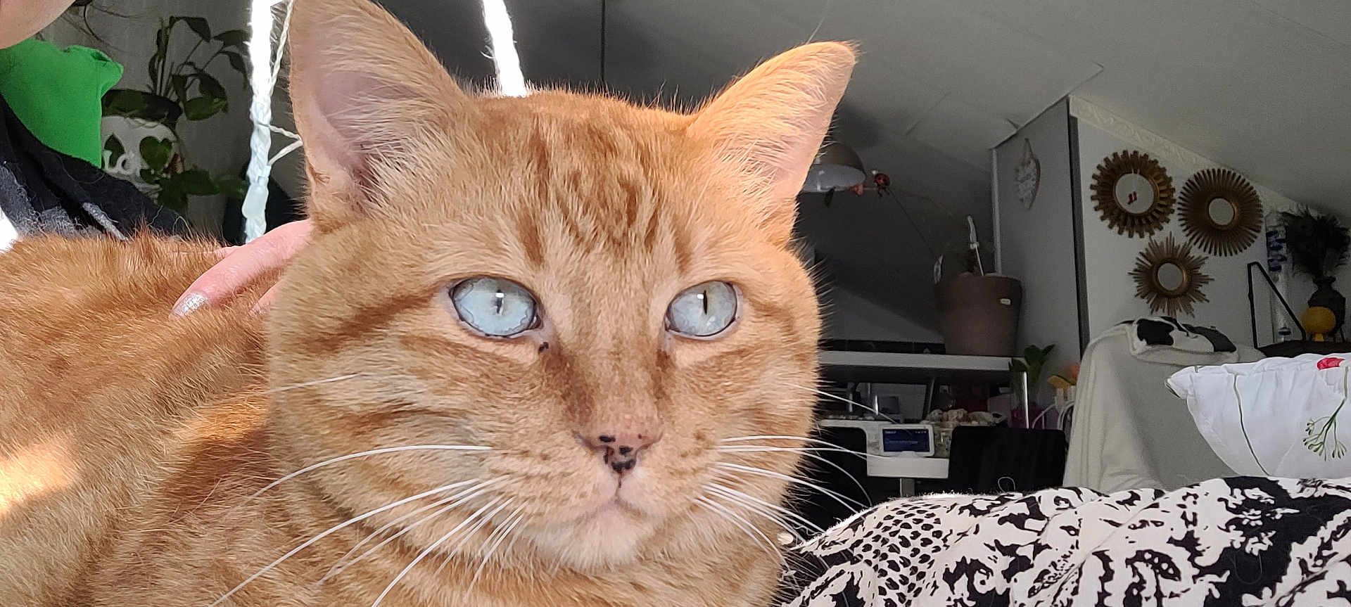 Cannel Et Gwando participe au concours pour gagner de l'argent avec cette photo : cat, ginger_cat, blue_eyes, close_up, indoor, pet, animal, feline, whiskers, fur, relaxed, hand, home, plant, mirror, decor, cushion, blanket, cozy, resting