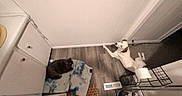 Jazz is registered to the contest to win money with this photo: cat, dog, pet, animal, indoors, bathroom, floor, blanket, towel, cabinet, white_dog, brown_patches, black_cat, resting, lying_down, stretching, home, household_items, overhead_view, cozy