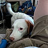 Jazz is registered to the contest to win money with this photo: dog, pet, white_dog, brown_ear, sleepy, resting, lying_down, face, eyes, nose, tail, couch, person, clothing, indoor, living_room, blanket, remote_control, electronics, home