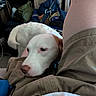 dog, puppy, white_dog, brown_patches, pet, animal, close_up, indoors, cuddling, sitting, resting, brown_eyes, pink_nose, soft_fur, human, clothing, blanket, messy_room, cables, blue_object