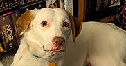 Jazz is registered to the contest to win money with this photo: animal, bookshelf, carpet, close_up, collar, dog, dog_tag, dvds, floppy_ears, home, indoor, lying_down, pet, photography, portrait, puppy, sitting, tan_ears, white_dog, wide_eyes