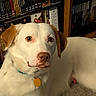Jazz is registered to the contest to win money with this photo: dog, puppy, white_dog, tan_ears, pet, portrait, close_up, wide_eyes, floppy_ears, collar, dog_tag, sitting, lying_down, indoor, bookshelf, dvds, carpet, home, animal, photography