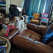 Jazz is registered to the contest to win money with this photo: dog, cat, pet, living_room, indoors, leather_couch, armchair, gaming_setup, computer, monitor, desk, curtains, trophies, storage_bins, blanket, pillows, remote_control, game_controller, standing, home_decor