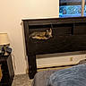 Maxwell joined the competition — help win amazing prizes! cat, tabby_cat, pet, animal, feline, sleeping, lounging, headboard, bedroom, bed, blanket, lamp, nightstand, furniture, window, indoor, home, cozy, striped_fur, resting