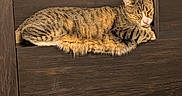 Maxwell joined the competition — help win amazing prizes! cat, tabby, striped_fur, sleeping, resting, lying_down, pet, animal, feline, whiskers, ears, pink_nose, closed_eyes, wooden_shelf, wood, indoor, cozy, relaxed, portrait, warm_lighting