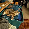 Maxwell joined the competition — help win amazing prizes! cat, tabby_cat, sleeping, relaxed, pet, animal, fur, whiskers, ears, paws, striped, blanket, storage_bin, laundry, cozy, indoors, household, game_controller, furniture, portrait