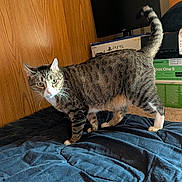 Maxwell joined the competition — help win amazing prizes! cat, tabby_cat, feline, pet, animal, standing, walking, tail_up, striped_fur, green_eyes, whiskers, pink_nose, blue_blanket, bed, bedroom, wood_paneling, television, gaming_console, xbox, playstation