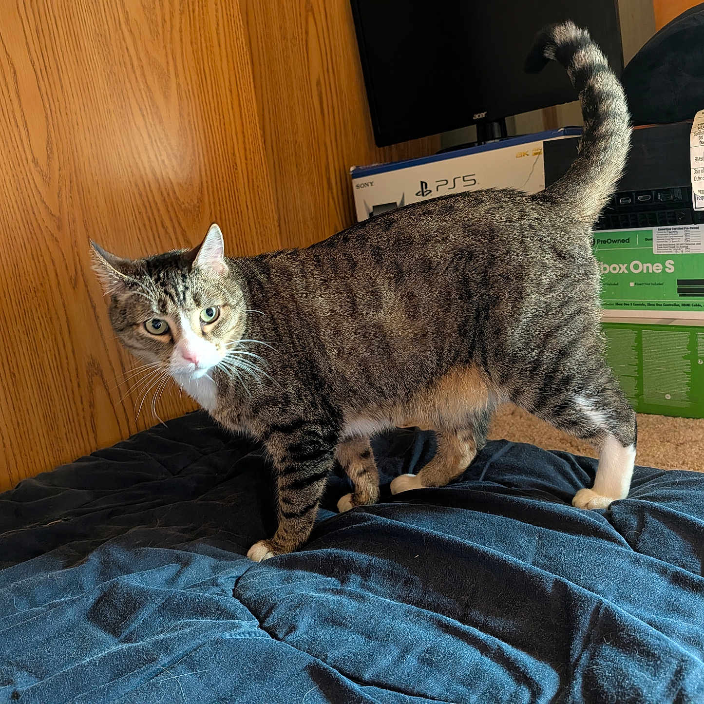 Maxwell