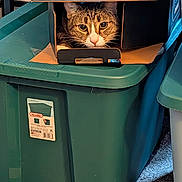 Maxwell joined the competition — help win amazing prizes! cat, tabby_cat, animal, pet, face, eyes, whiskers, ears, cardboard_box, recycling_bin, trash_bin, container, indoor, household, garbage, curious, peeking, portrait, green, funny
