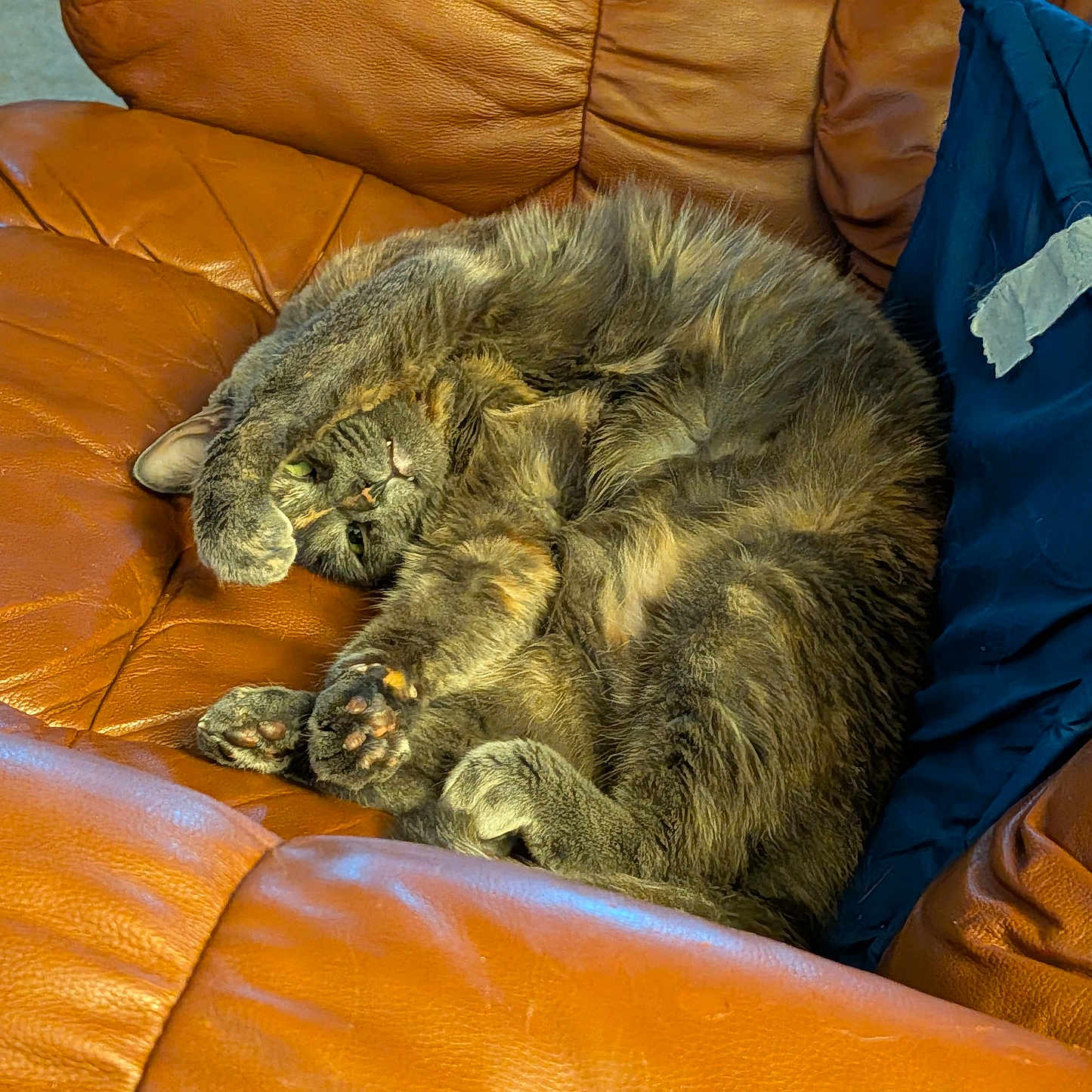 Juno
