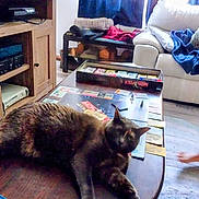 Juno is registered to the contest to win money with this photo: cat, cats, tortoiseshell_cat, pet, animal, living_room, coffee_table, board_game, game_box, furniture, sofa, blanket, television, game_console, wooden_cabinet, indoor, home, human, standing, relaxed