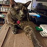Juno joined the competition — help win amazing prizes! cat, feline, pet, short_hair, gray_fur, tortoiseshell, green_eyes, collar, heart_tag, paw, whiskers, ears, sitting, lying_down, indoor, home, desk, bookshelf, computer, portrait