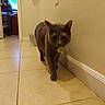 Juno is registered to the contest to win money with this photo: cat, pet, feline, collar, tag, walking, indoor, hallway, tile_floor, home, door, room, wall, baseboard, foreground, brown_fur, short_hair, alert, perspective, household