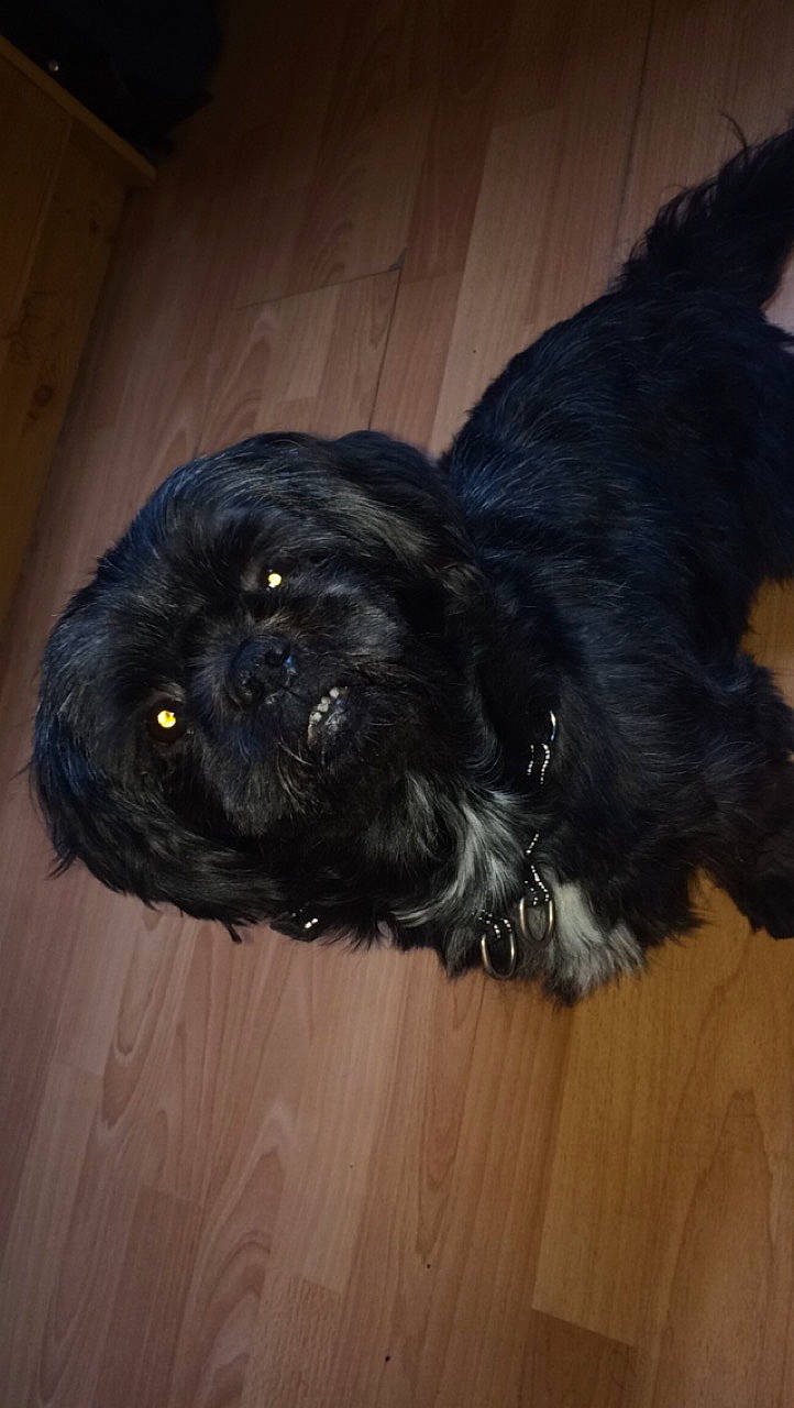 Iko participe au concours pour gagner de l'argent avec cette photo : affenpinscher, black, bolonka, canidae, carnivore, cavapoo, chinese_imperial_dog, companion_dog, dog, dog_breed, fur, lhasa_apso, mammal, pekapoo, puppy, schnoodle, shih_poo, shih_tzu, snout, sporting_group