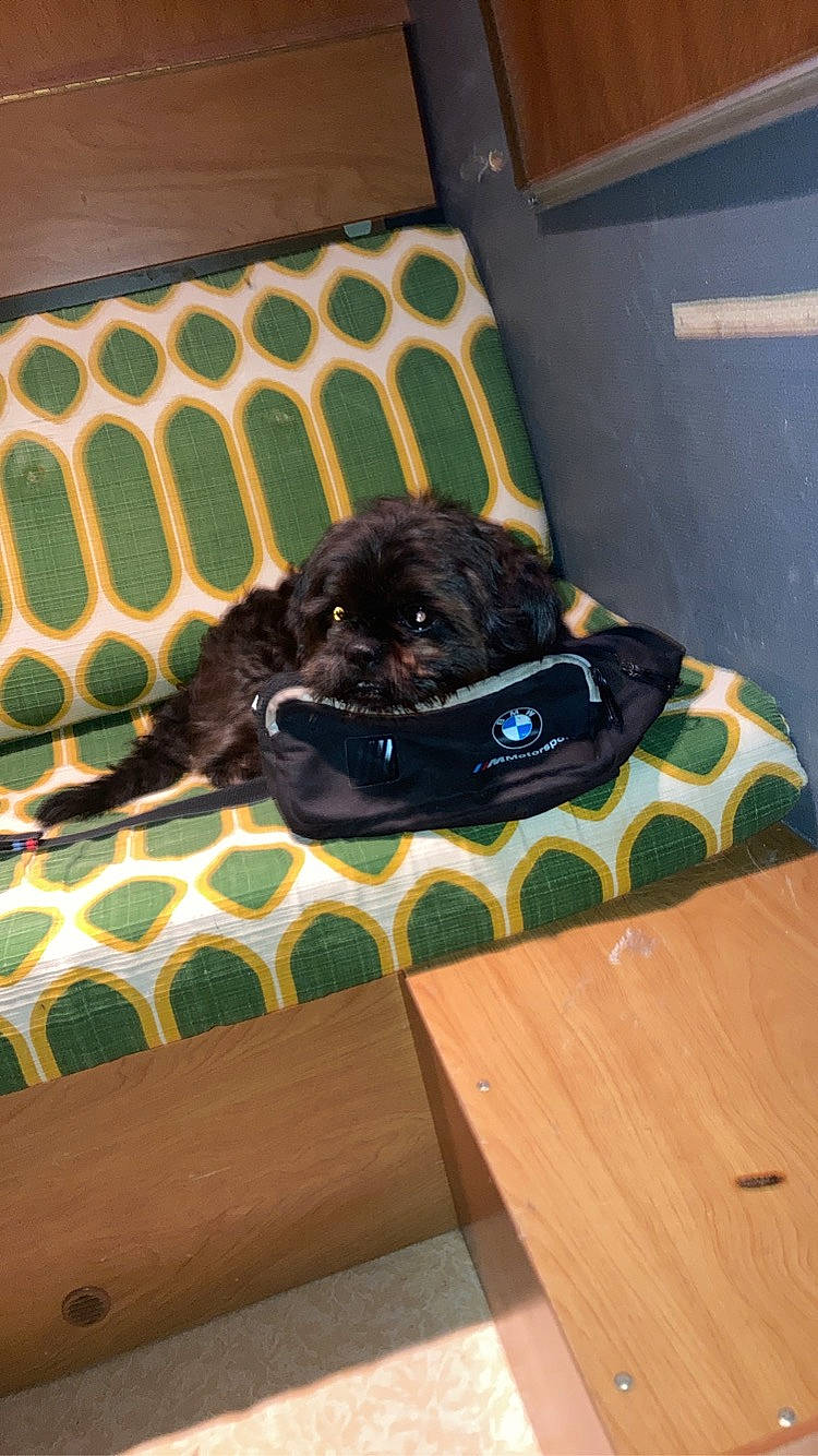 Iko participe au concours pour gagner de l'argent avec cette photo : canidae, carnivore, companion_dog, dog, dog_breed, fawn, puppy, sporting_group