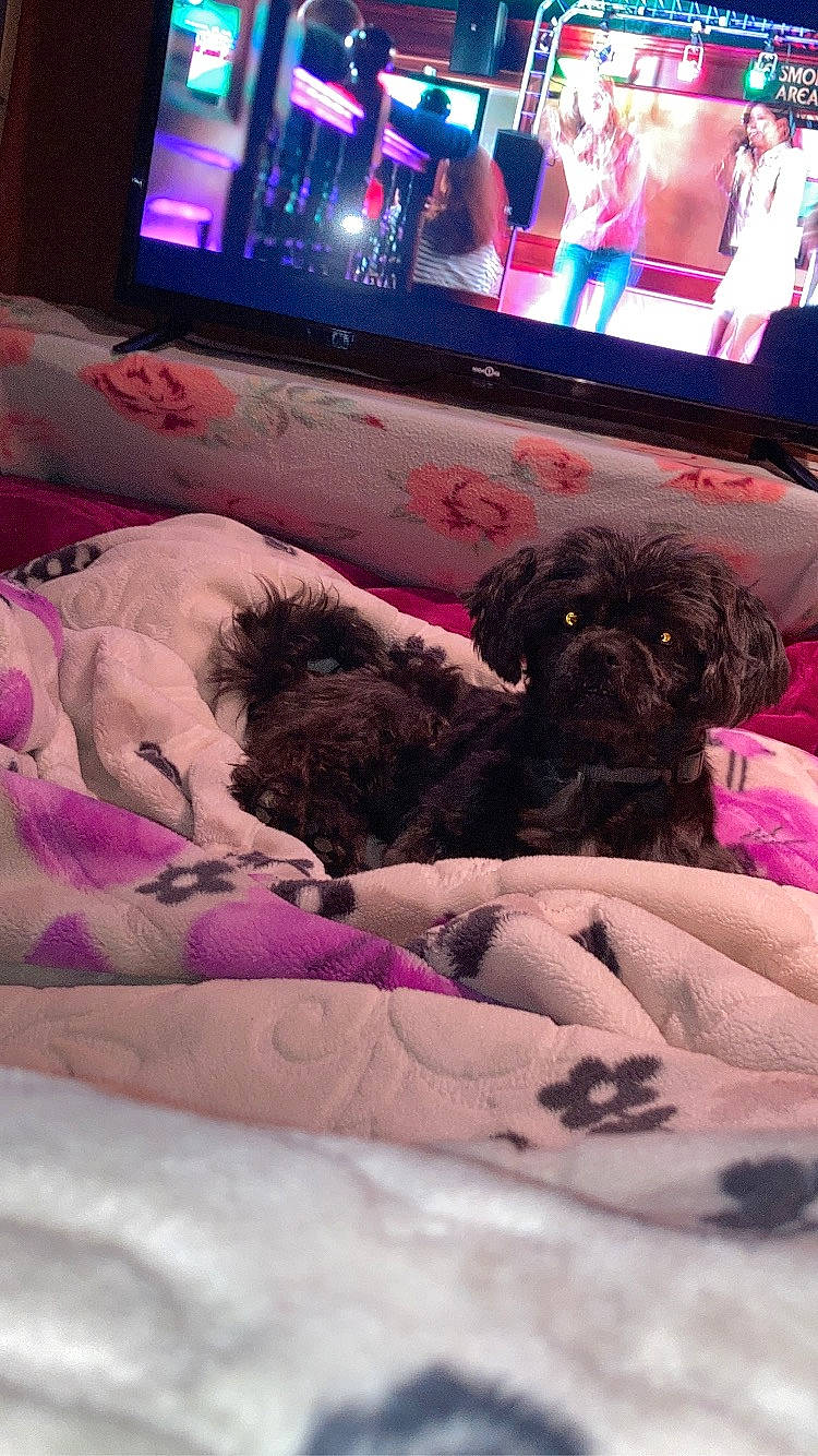 Iko a rejoint le concours — aidez-le/la à gagner de superbes lots ! bolonka, canidae, carnivore, cavapoo, cockapoo, companion_dog, dog, dog_breed, labradoodle, non_sporting_group, poodle, portuguese_water_dog, puppy, schnoodle, shih_tzu, sporting_group, toy_dog, toy_poodle