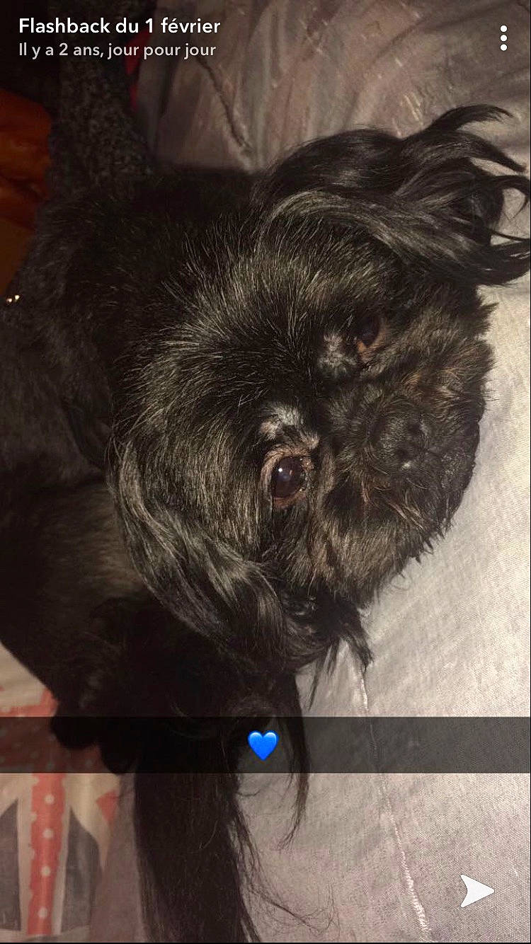 Iko a rejoint le concours — aidez-le/la à gagner de superbes lots ! affenpinscher, bolonka, cairn_terrier, canidae, carnivore, chinese_imperial_dog, companion_dog, dog, dog_breed, griffon_bruxellois, lhasa_apso, liver, non_sporting_group, pinscher, puppy, schnoodle, shih_tzu, snout, sporting_group, toy_dog