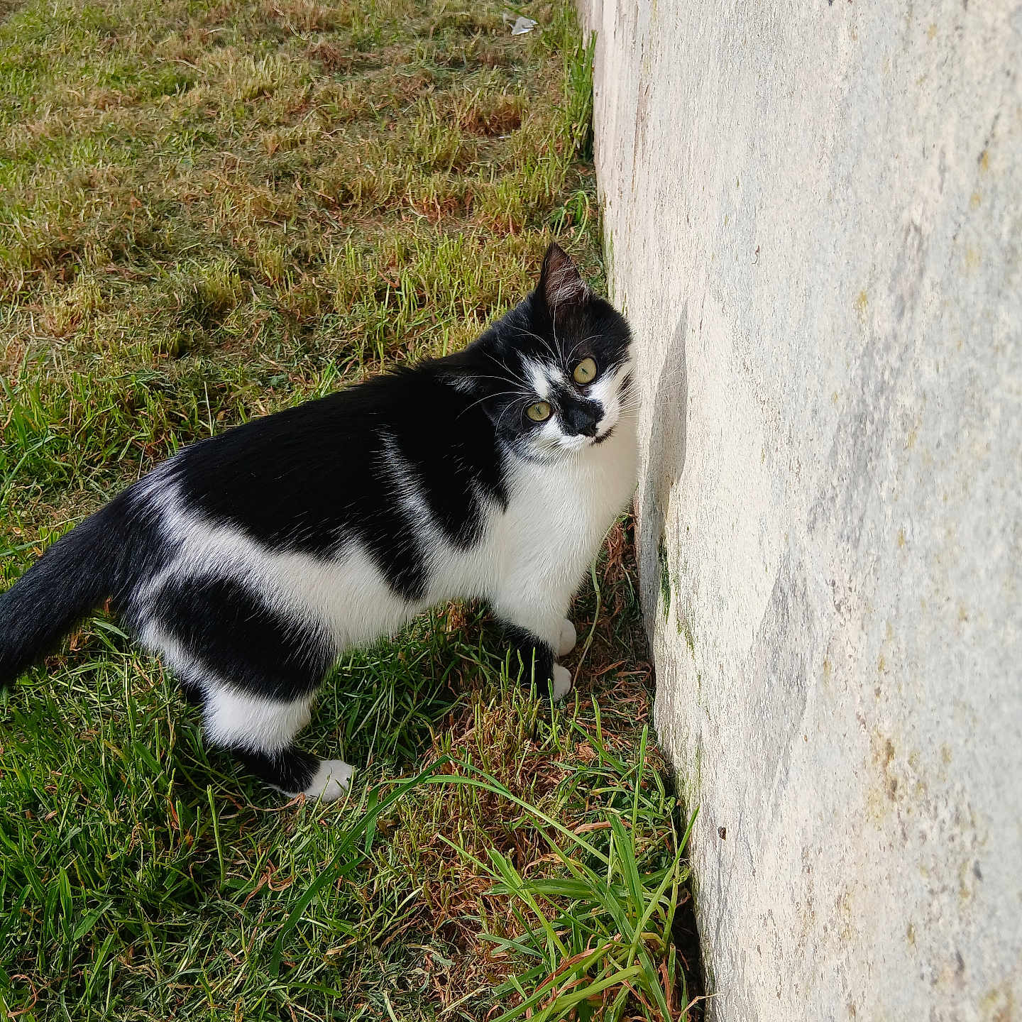 Yuki participe au concours pour gagner de l'argent avec cette photo : alert, animal, black_and_white, cat, closeup, curious, daylight, eyes, feline, grass, greenery, mammal, nature, outdoor, pet, side_view, texture, walking, wall, whiskers
