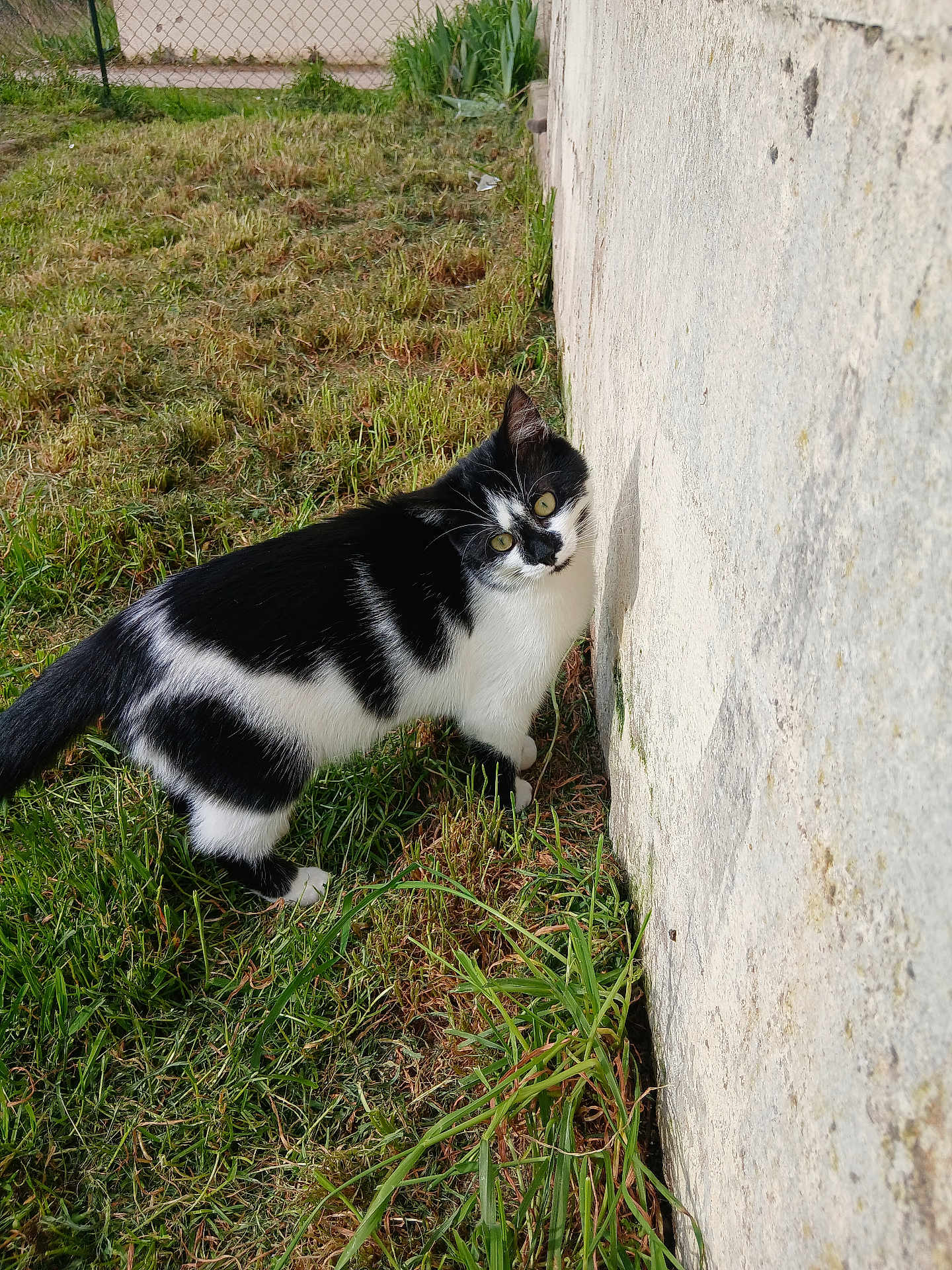 Yuki participe au concours pour gagner de l'argent avec cette photo : cat, black_and_white, grass, outdoor, wall, curious, animal, pet, nature, feline, side_view, texture, daylight, greenery, mammal, whiskers, alert, walking, closeup, eyes
