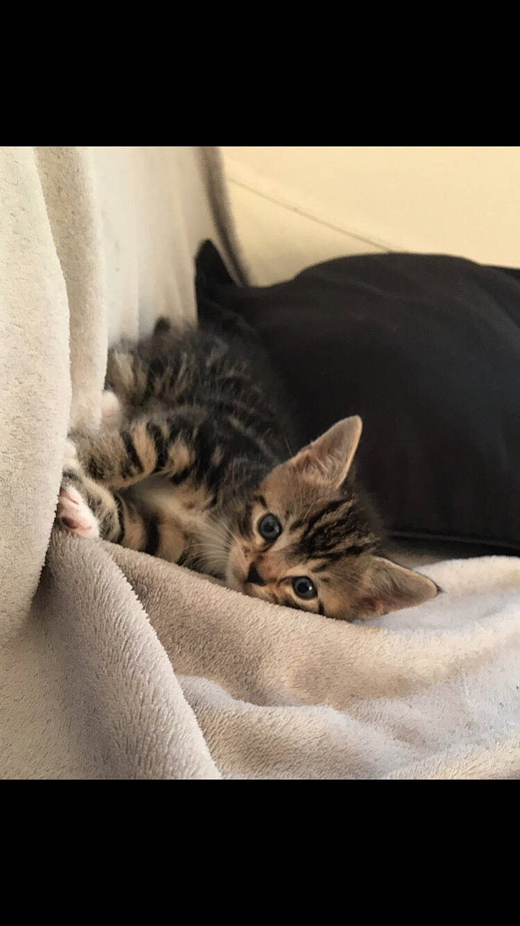 Pépito a rejoint le concours — aidez-le/la à gagner de superbes lots ! american_shorthair, asian, bed, bengal, carnivore, cat, domestic_short_haired_cat, dragon_li, ear, european_shorthair, felidae, fur, kitten, mammal, nap, pixie_bob, small_to_medium_sized_cats, tabby_cat, vertebrate, whiskers