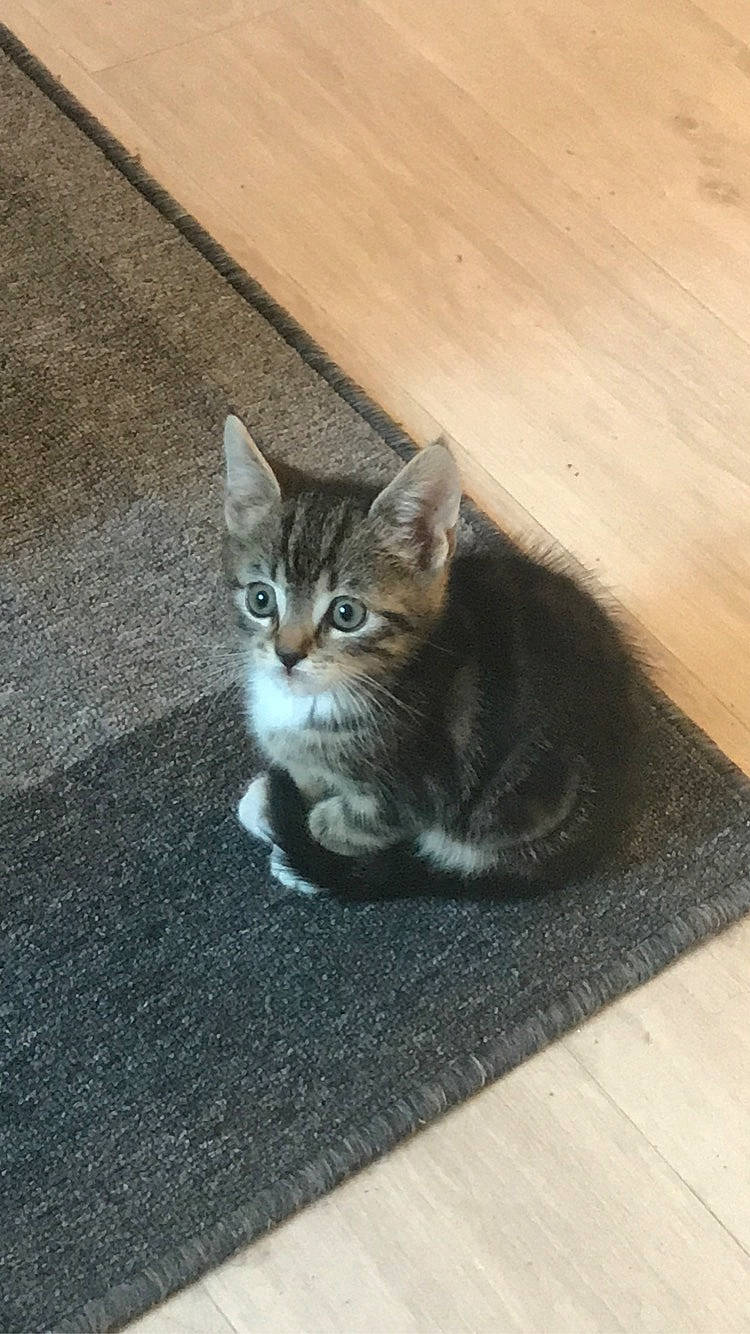 Pépito participe au concours pour gagner de l'argent avec cette photo : aegean_cat, american_wirehair, asian, carnivore, cat, domestic_short_haired_cat, dragon_li, european_shorthair, fawn, felidae, floor, flooring, fur, kitten, mammal, polydactyl_cat, small_to_medium_sized_cats, tabby_cat, tail, whiskers