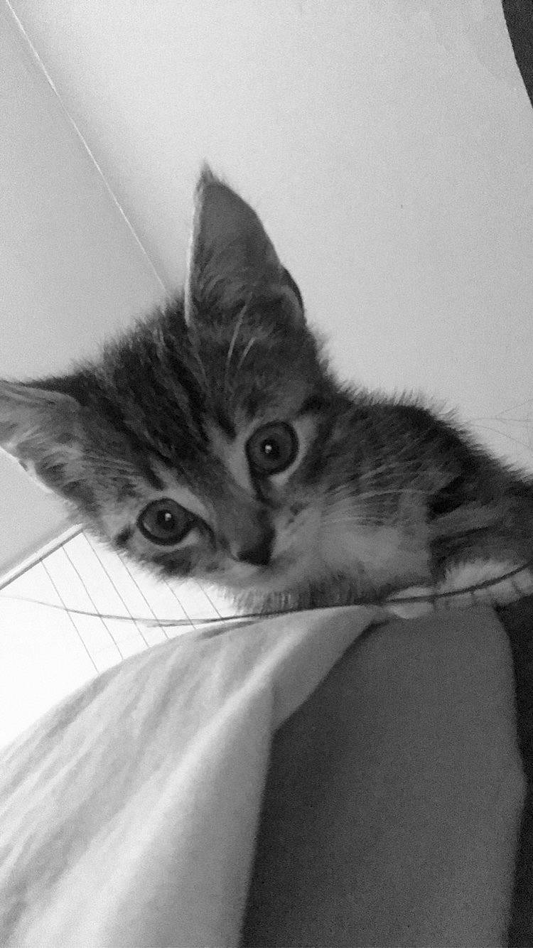 Pépito a rejoint le concours — aidez-le/la à gagner de superbes lots ! asian, black_and_white, carnivore, cat, domestic_short_haired_cat, ear, european_shorthair, eye, felidae, fur, kitten, mammal, monochrome_photography, norwegian_forest_cat, ojos_azules, small_to_medium_sized_cats, style, tabby_cat, whiskers