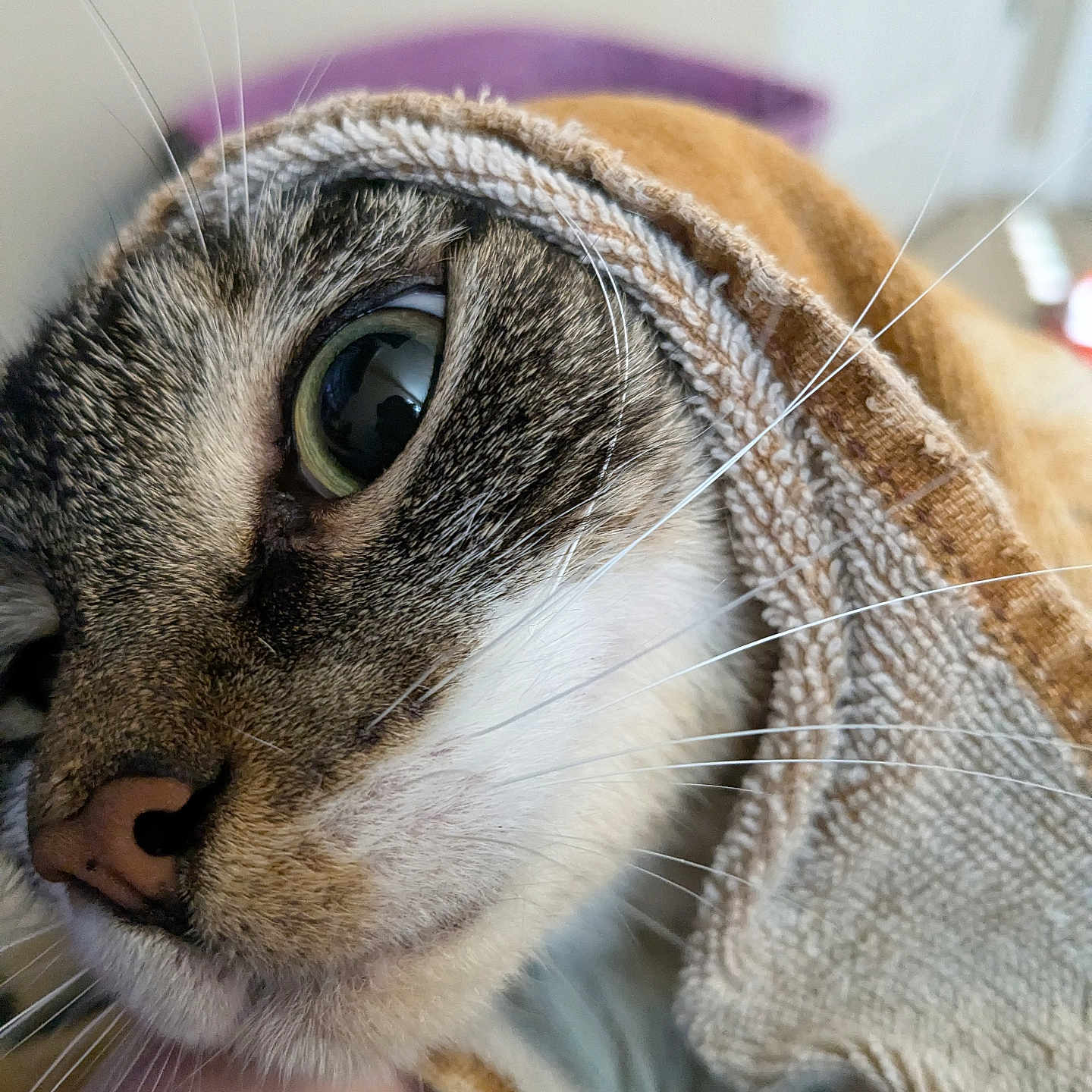 Fluffy is registered to the contest to win money with this photo: abyssinian, animal, bathtowel, blanket, cat, homedecor, kitten, laundry, linen, manx, pet, siamese, towel