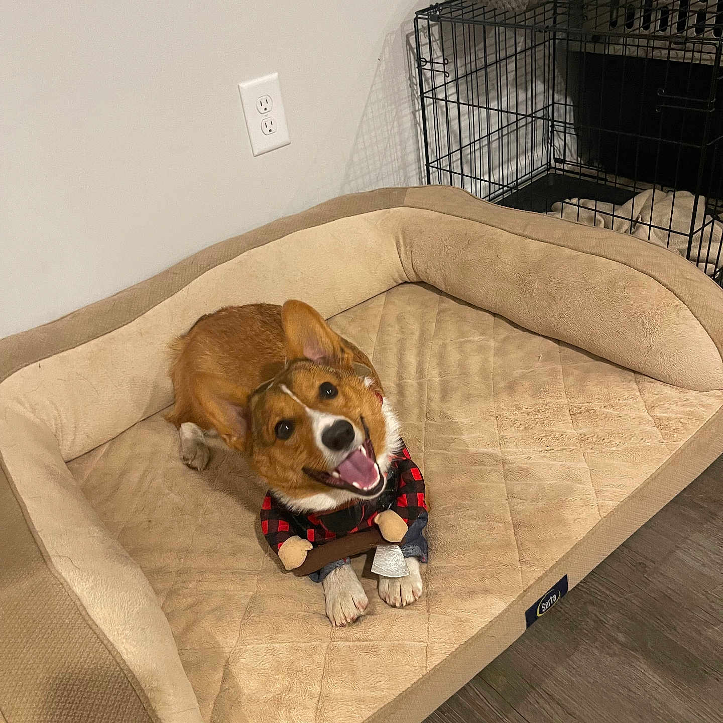 Toot joined the competition — help win amazing prizes! animal, blanket, corgi, costume, crate, cute, dog, dog_bed, ears, floor, fur, happy, indoor, lumberjack, pet, plush, smiling, tongue, wall_outlet, wooden_floor