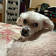 Nudge is registered to the contest to win money with this photo: dog, white_dog, pet, bed, quilt, fluffy, indoor, room, furniture, blanket, canine, animal, looking_back, resting, cozy, home, curious, ears, fur, portrait