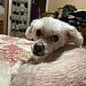 dog, white_dog, pet, bed, quilt, fluffy, indoor, room, furniture, blanket, canine, animal, looking_back, resting, cozy, home, curious, ears, fur, portrait