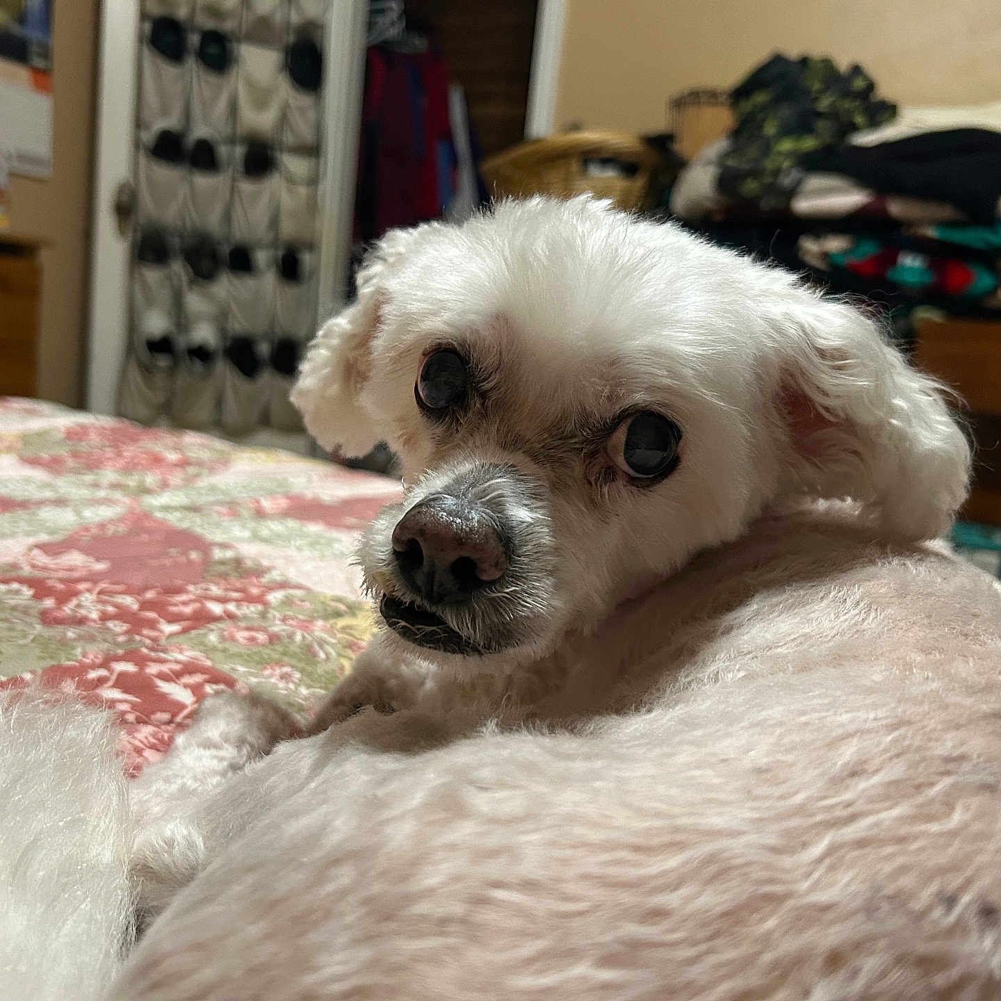 Nudge is registered to the contest to win money with this photo: dog, white_dog, pet, bed, quilt, fluffy, indoor, room, furniture, blanket, canine, animal, looking_back, resting, cozy, home, curious, ears, fur, portrait