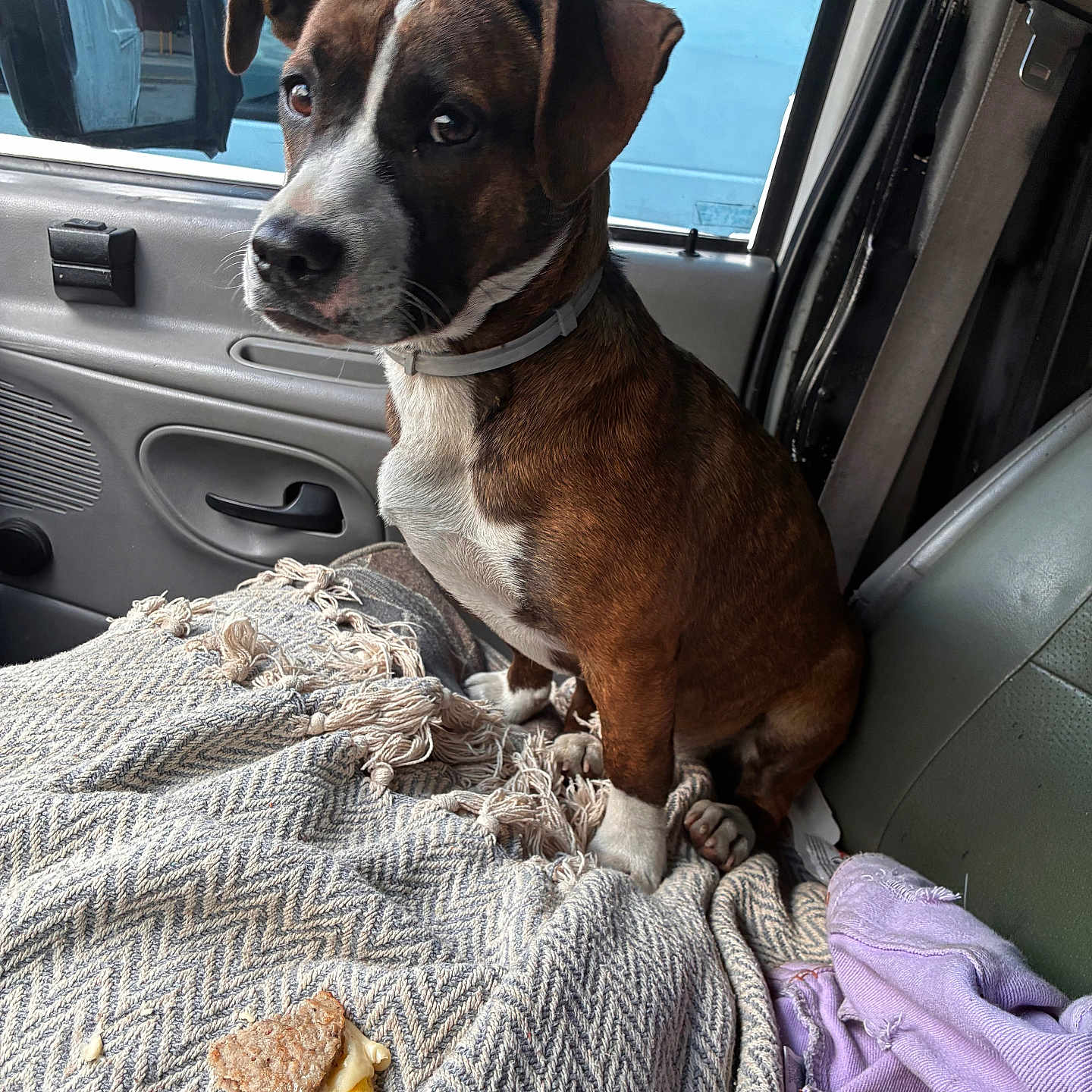 Gigi is registered to the contest to win money with this photo: dog, brown, white, pet, vehicle, car_interior, blanket, seat, jacket, food, sandwich, curious, indoor, window, seatbelt, collar, side_mirror, resting, companion, cute