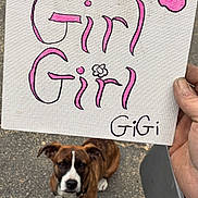 Gigi joined the competition — help win amazing prizes! dog, sign, handwritten_text, paw_print, leash, pavement, person_hand, brown_dog, white_markings, outdoor, pet, canine, looking_up, collar, art, painting, text, hand, holding, animal
