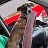 Gigi is registered to the contest to win money with this photo: dog, car_interior, steering_wheel, purple_cover, green_shirt, window, red_wall, vehicle, pet, brown_dog, collar, seat, dashboard, looking_back, curious, daylight, side_view, human_arm, transportation, animal