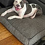 dog, pitbull, smiling, cushion, gray, living_room, wooden_floor, happy, pet, canine, indoor, floor, fur, ears, tongue, resting, comfortable, household, furniture, animal