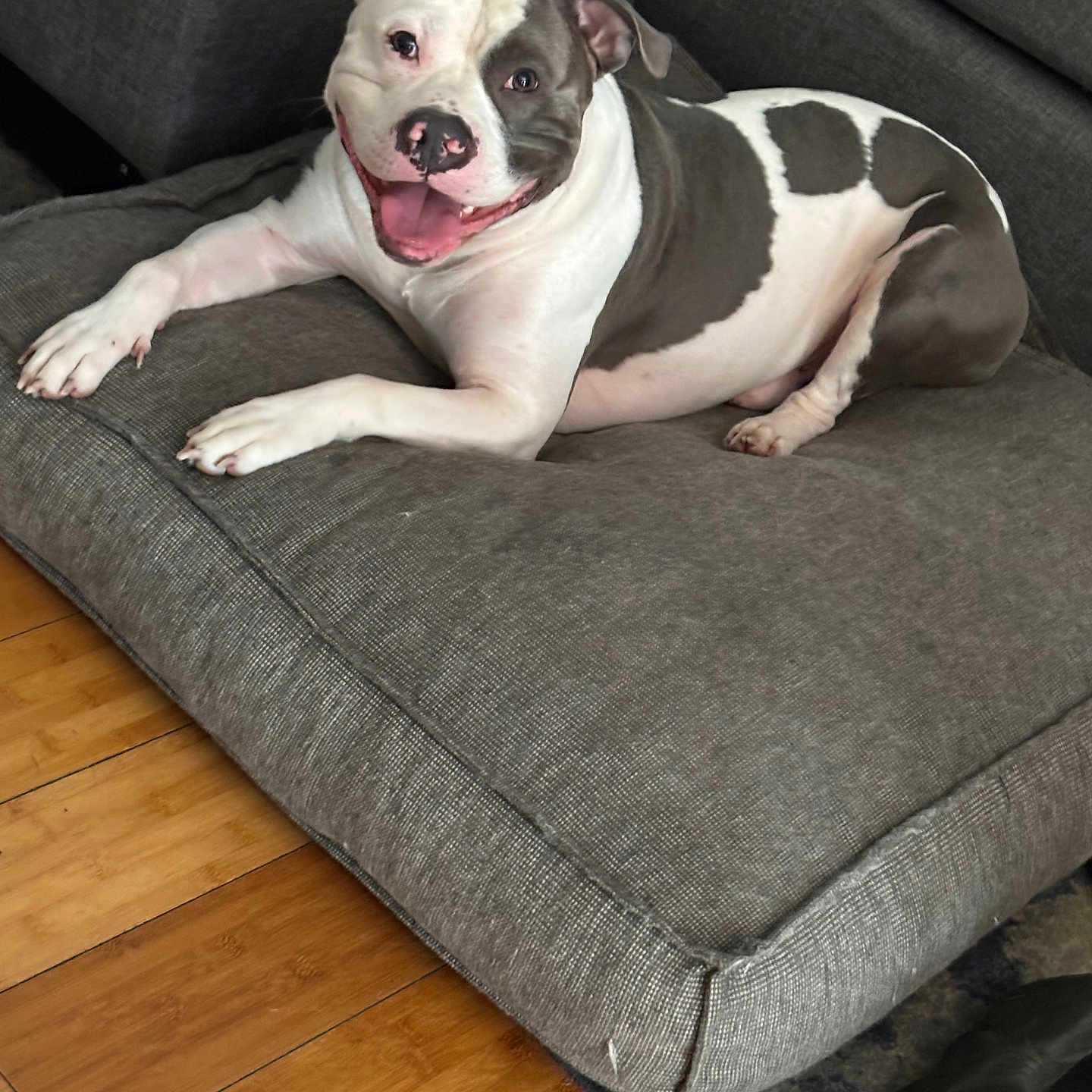 Ace is registered to the contest to win money with this photo: animal, canine, comfortable, cushion, dog, ears, floor, fur, furniture, gray, happy, household, indoor, living_room, pet, pitbull, resting, smiling, tongue, wooden_floor
