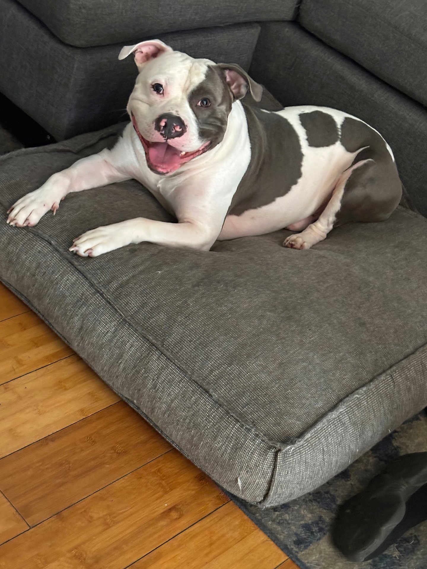 Ace is registered to the contest to win money with this photo: dog, pitbull, smiling, cushion, gray, living_room, wooden_floor, happy, pet, canine, indoor, floor, fur, ears, tongue, resting, comfortable, household, furniture, animal