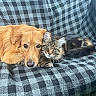 dog, cat, pet, animal, furry, snuggle, tabby, golden, blanket, checkered, cozy, indoor, friendship, cute, relaxing, companion, fur, mammal, resting, closeup